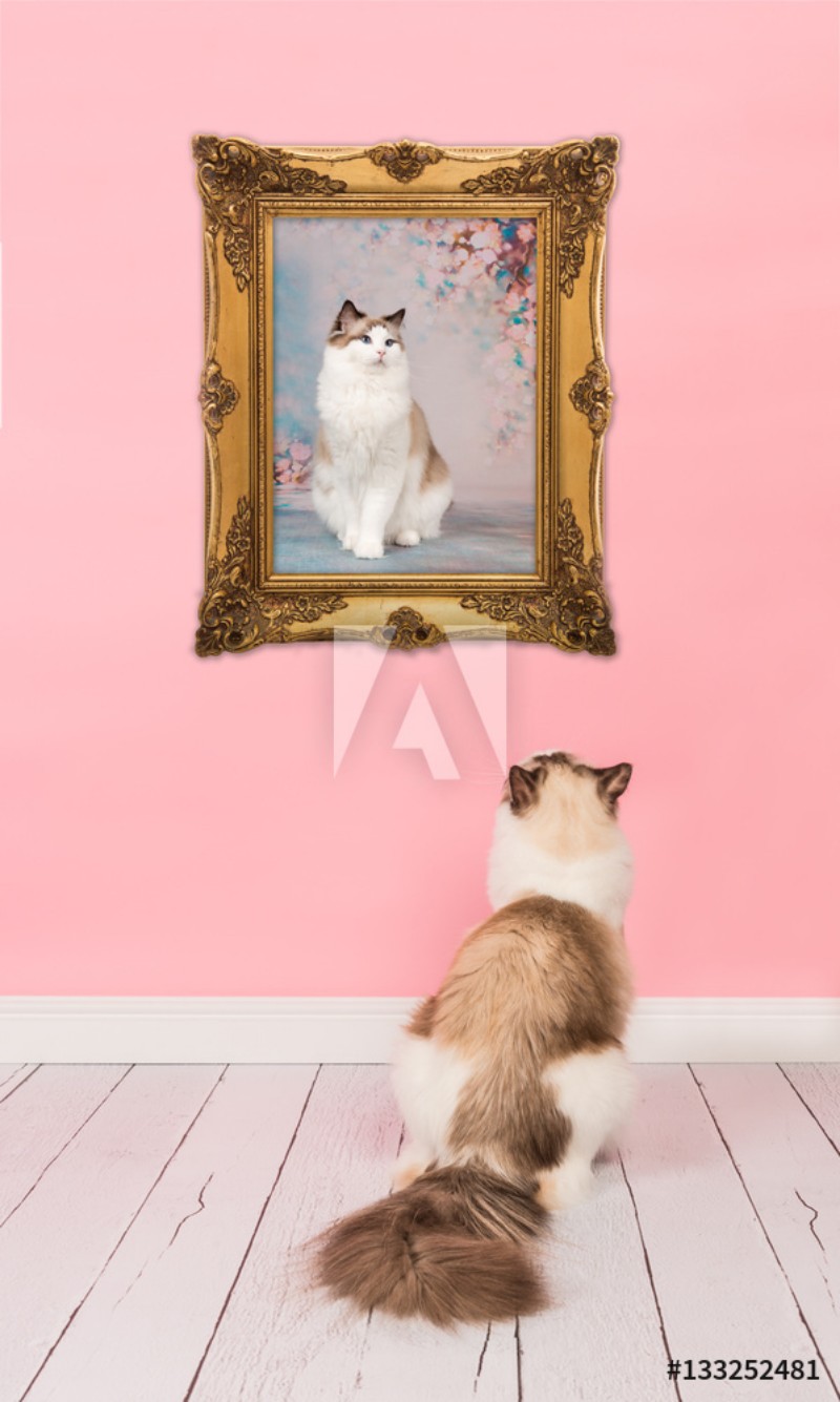 Image de Ragdoll adult cat looking at her own picture in a golden picture frame in a pink living room environment